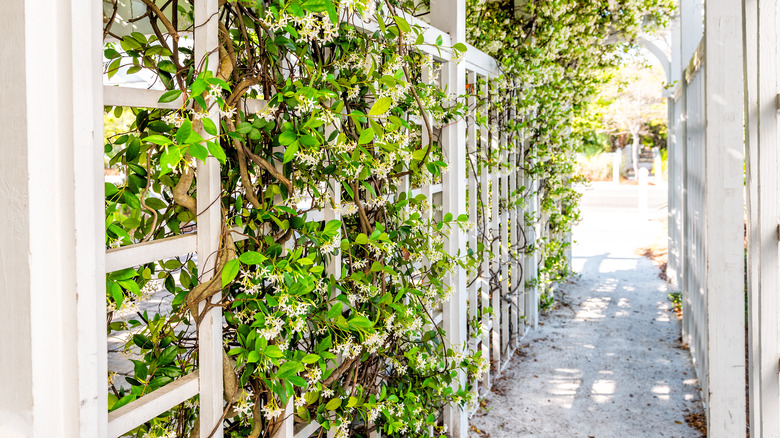 flowering vines over trellis walkway