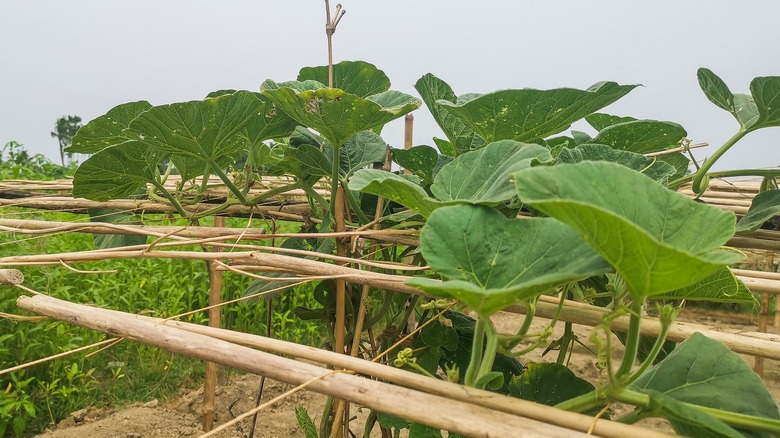 vine growing beyond trellis