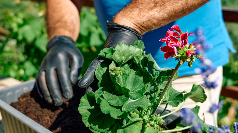 repotting geraniums