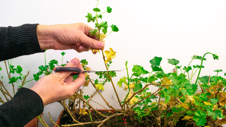 pruning yellowing geraniums