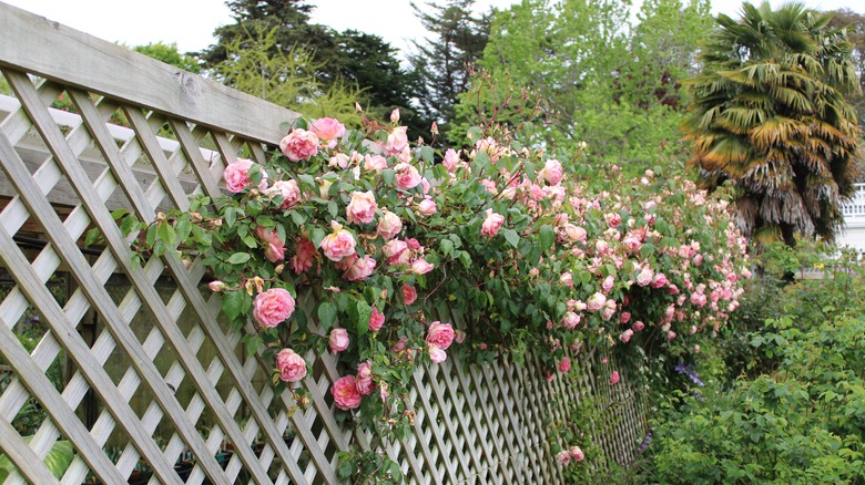 pink roses growing on trellis