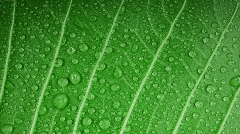 leaf with water droplets