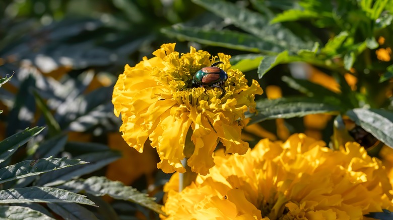 Japanese beetle on marigold