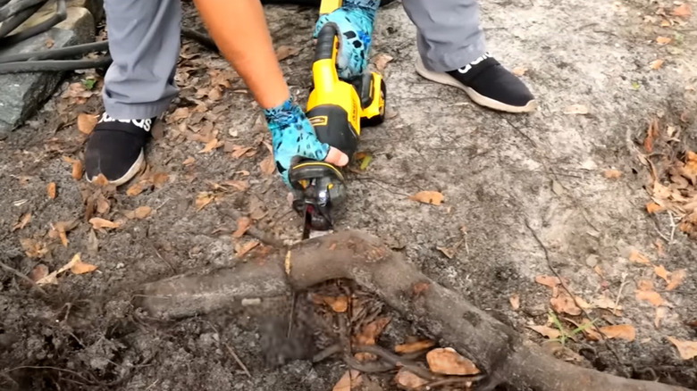 Person cutting tree root