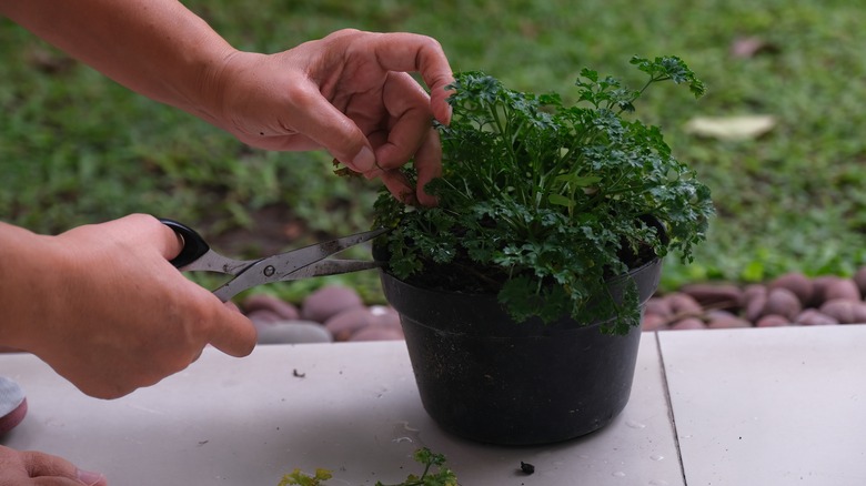 Person trimming parsley plant