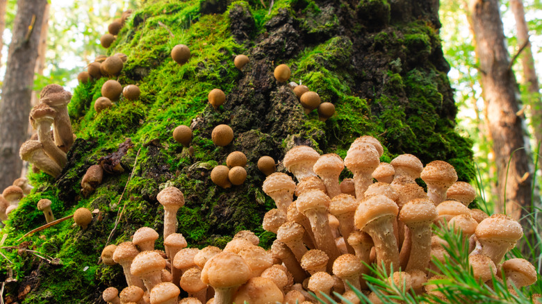Honey fungus grows on tree
