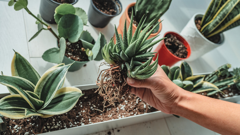 selection of cactus plants