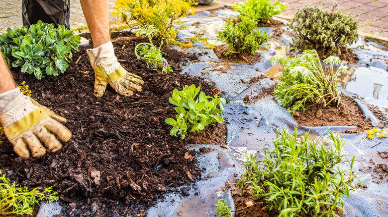 man holding potted herbs