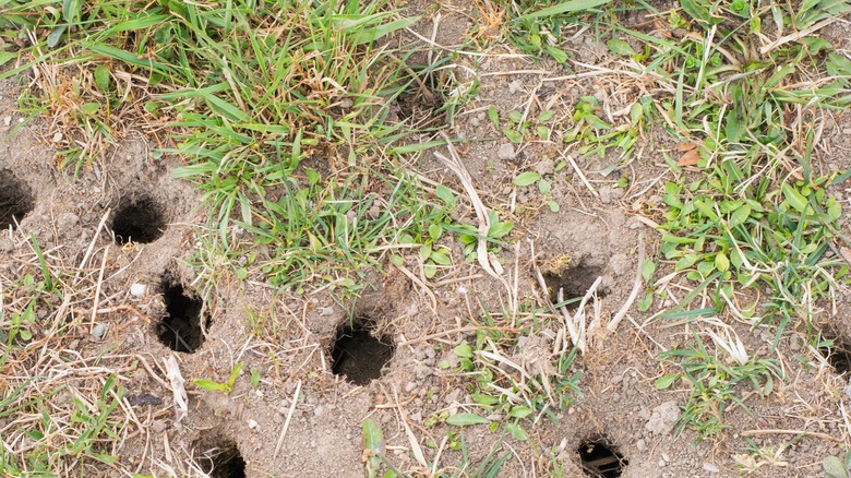 Mouse and vole holes