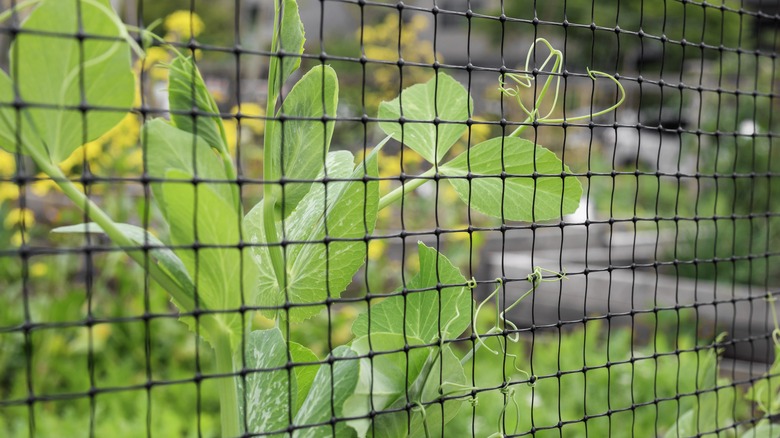 Fencing around garden