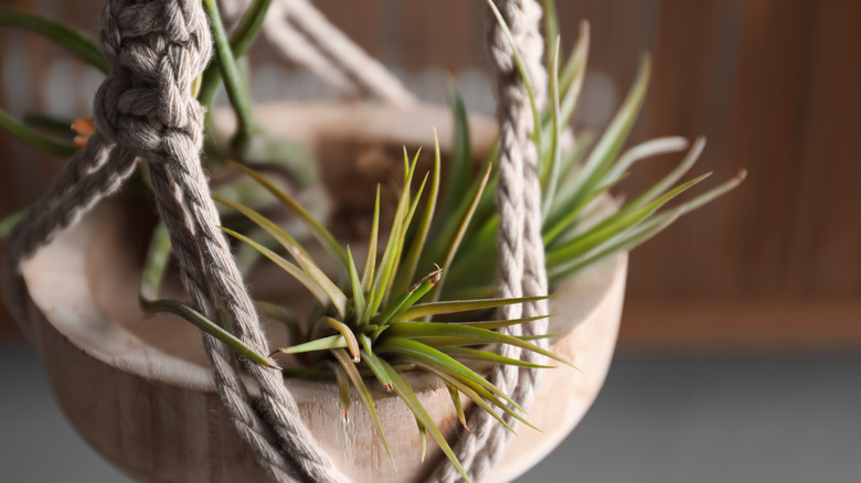 air plants with brown tips