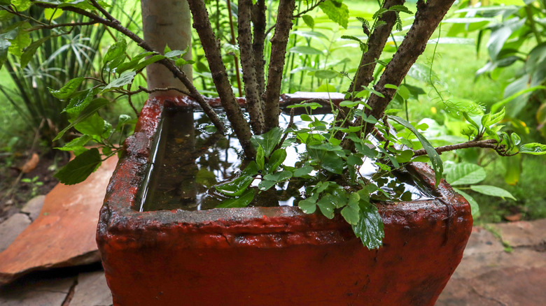 Pot with waterlogged soil