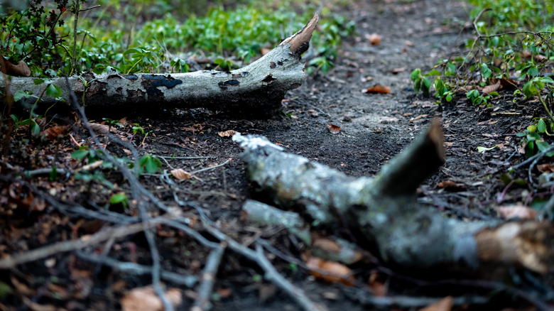 Fallen tree branches on a dirt path