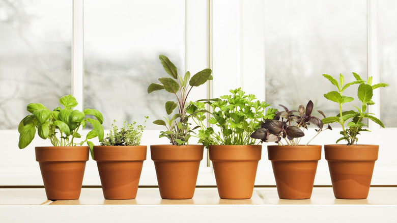 Herbs in sunny window