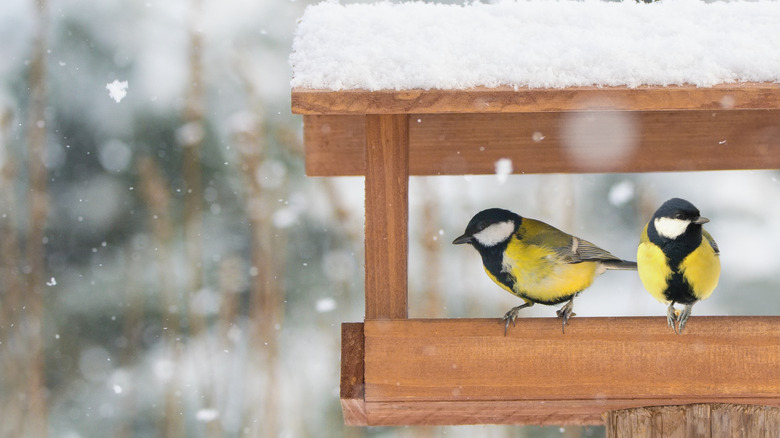 Birds on feeder under snow
