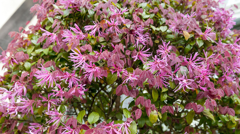 Pink Chinese fringe flowers