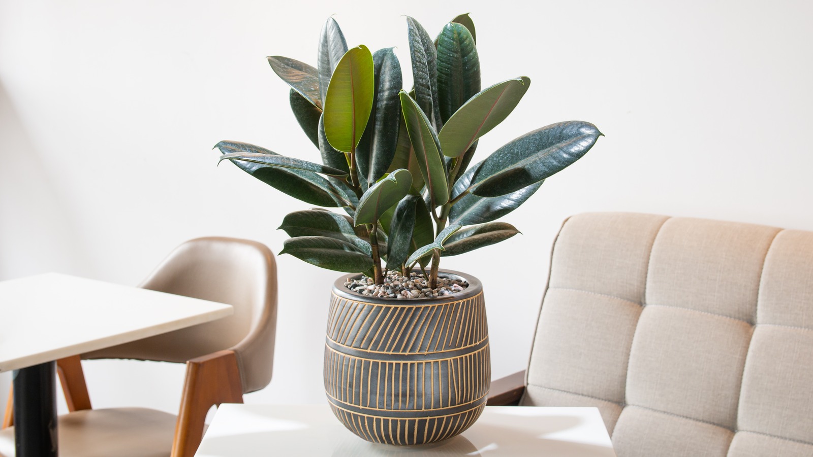What You Need To Know Before You Buy A Rubber Plant — Plant Care