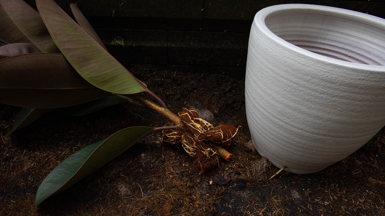 rubber tree with roots and pot