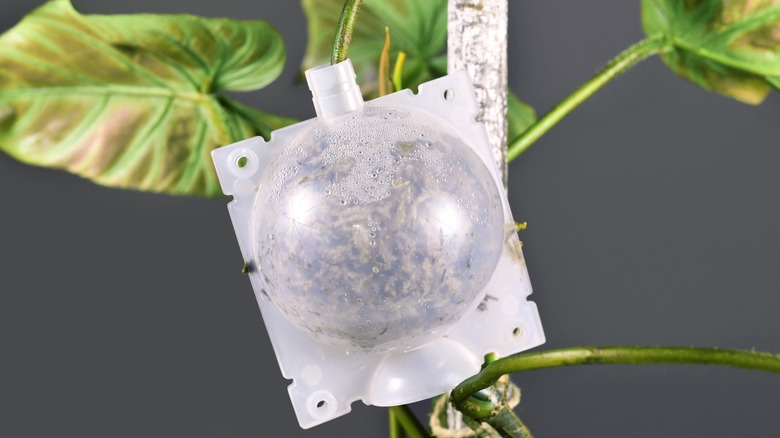 air layering ball with moss