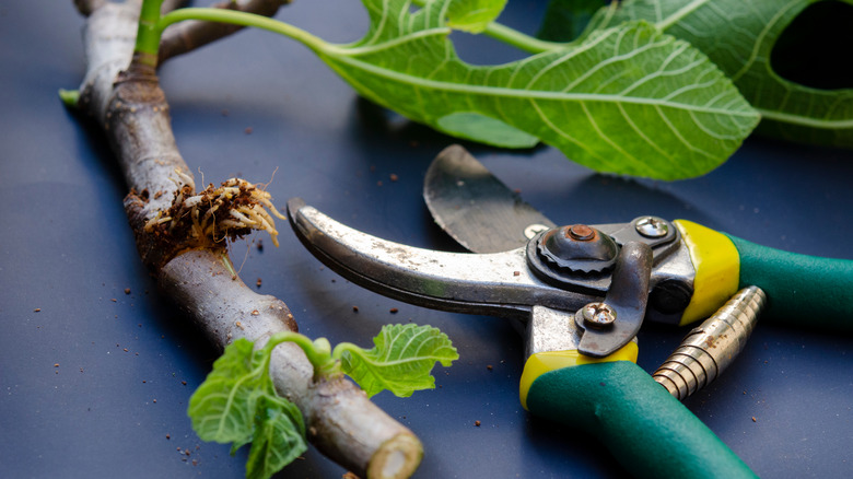 air layering propagated fig