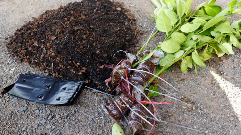 seedlings preparation for air layering