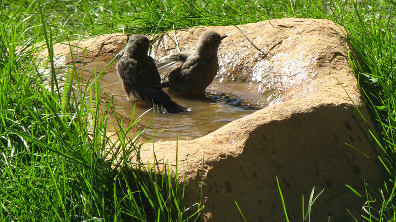 two birds in ground birdbath