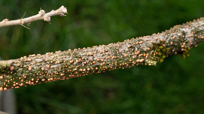 cankers on tree branch