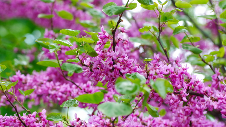 judas tree leaves