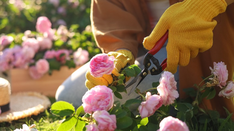 gloved hands pruning pink roses