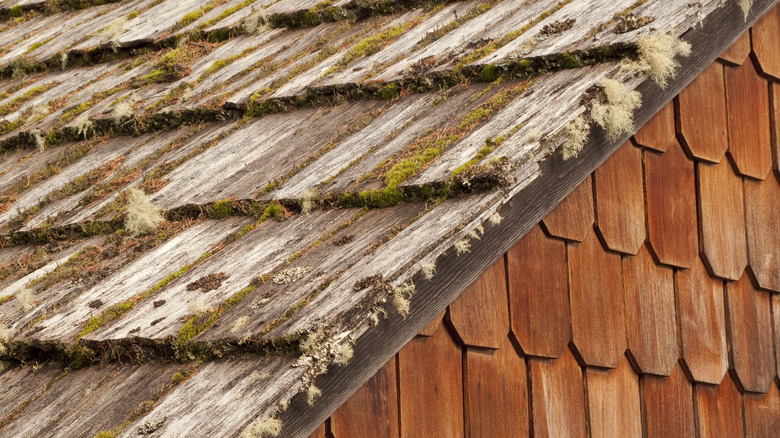 Wood roof covered in moss