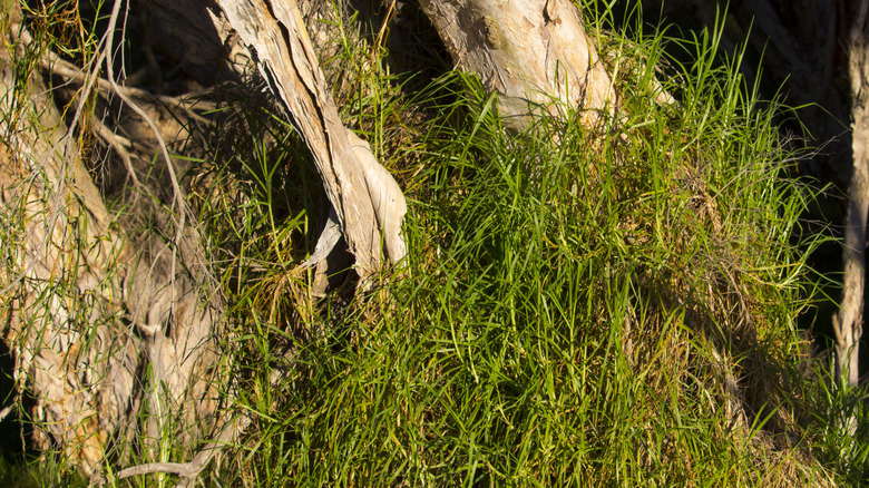 kikuyu grass growing invasively