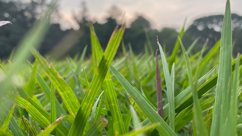 close up blades of kikuyu