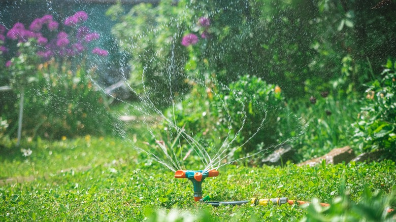 Sprinkler spraying water