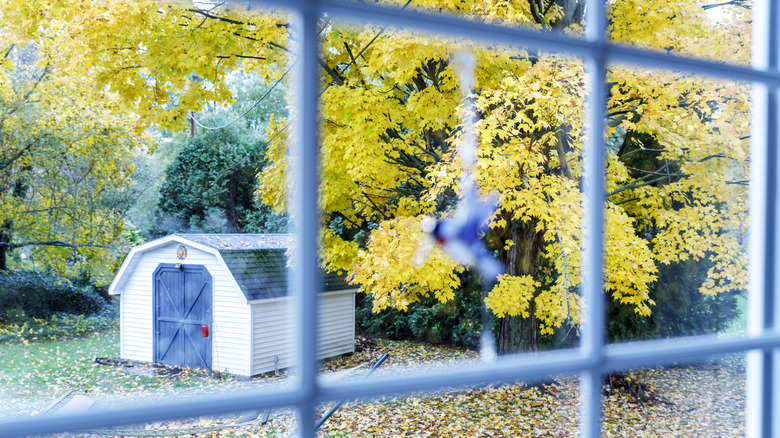 looking through window at shed