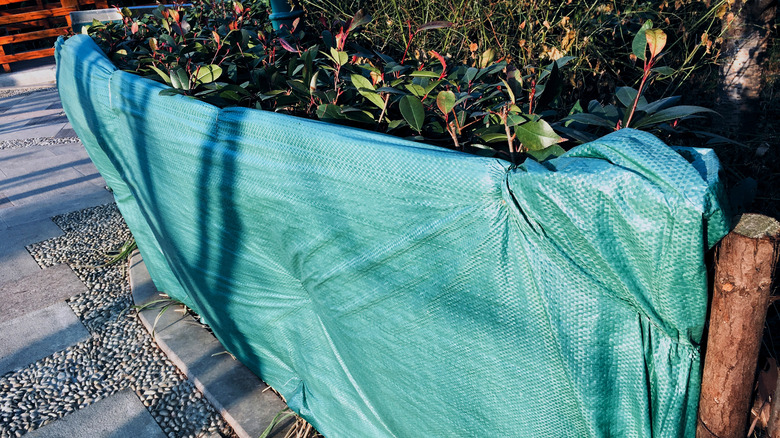 covering bush with tarp