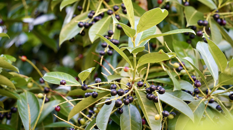 Cherry laurel berries on the branches of the tree