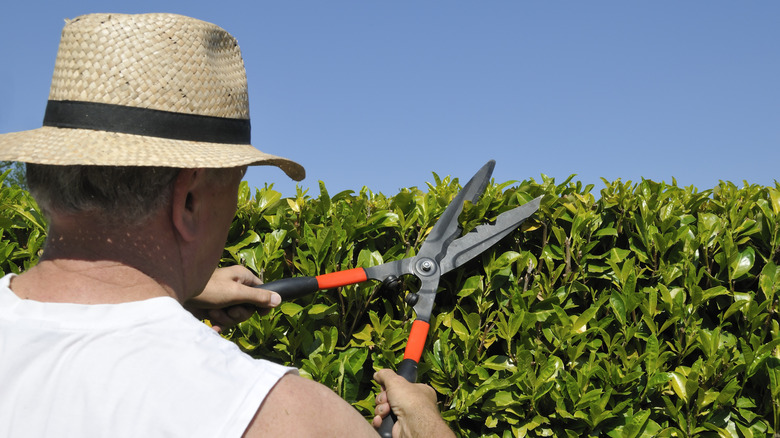 Person with a hat trimming a cherry laurel hedge