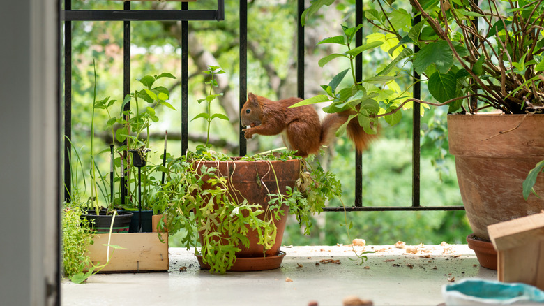 Squirrel eating out of potted plant