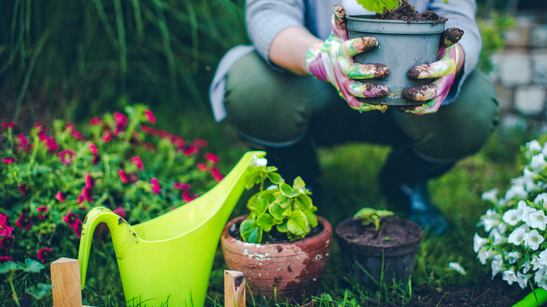 Person working with potted plants