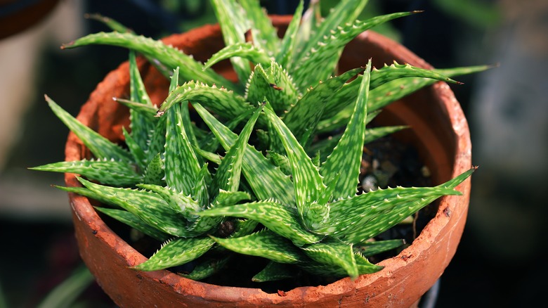 A potted aloe vera plant