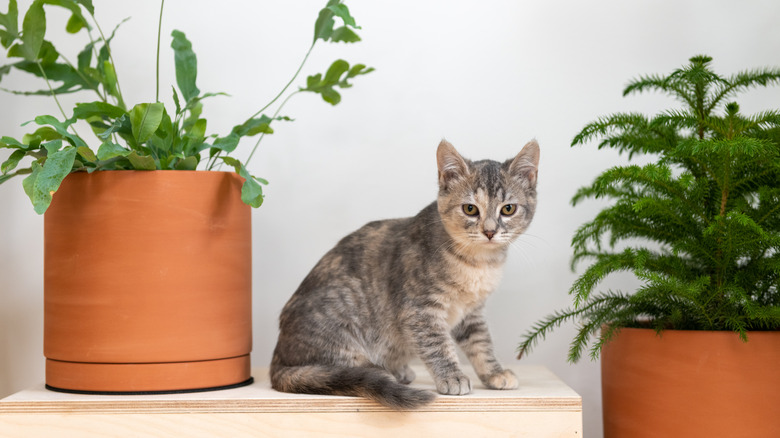 Kitten beside Norfolk pine plant