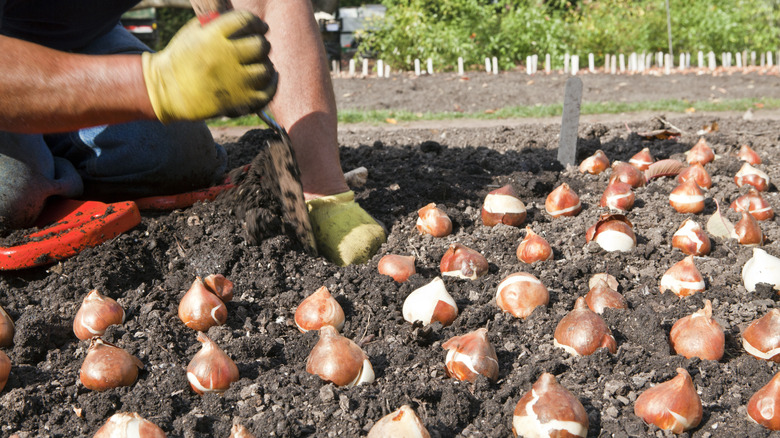 person planting fall bulbs