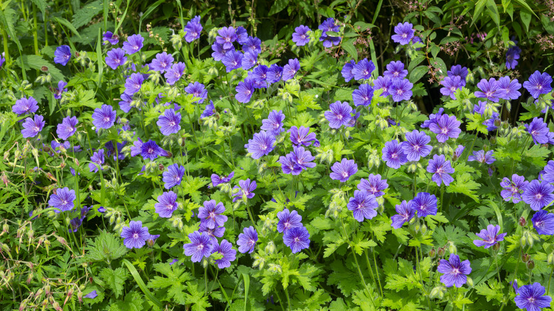 purple geraniums