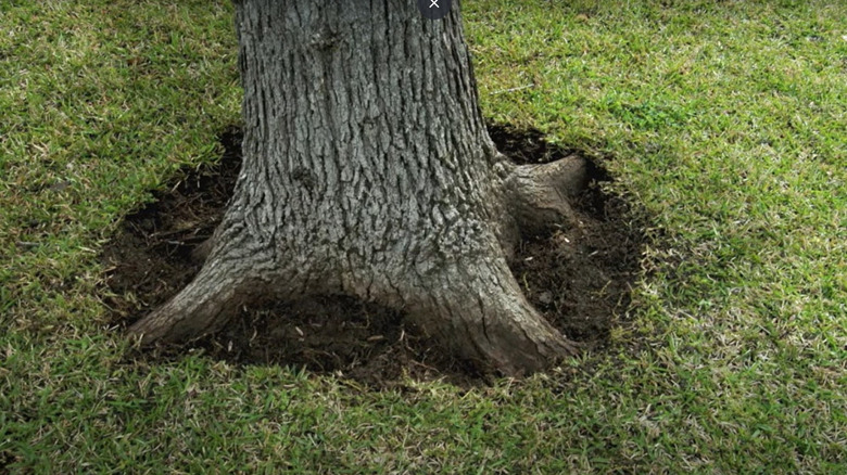 dug hole uncovering root flare