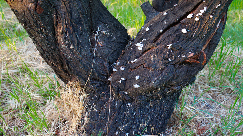 Tree base with white spots on bark