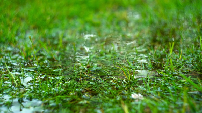 Close up of water-logged lawn