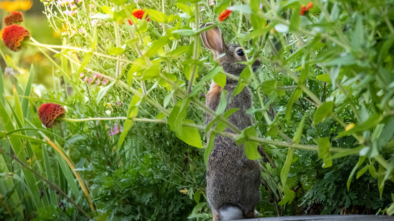 Rabbit in flower garden