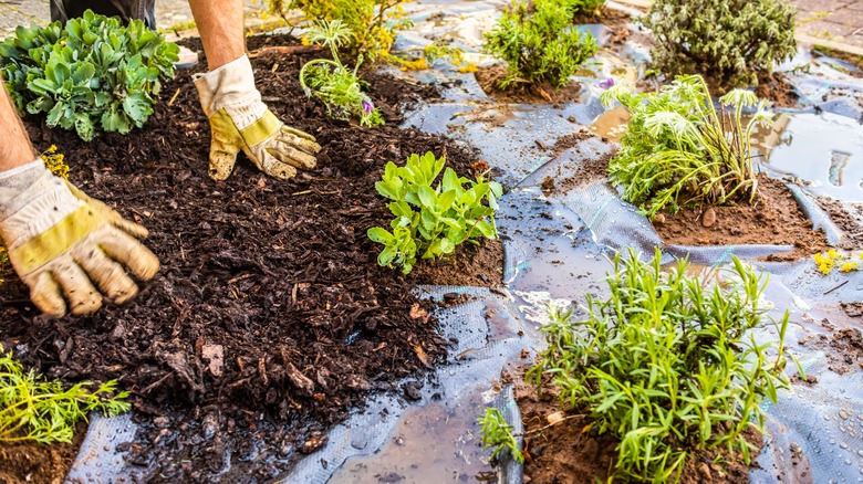 person working in garden