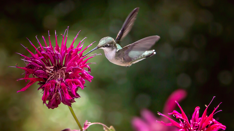 A hummingbird feeding on bee balm.