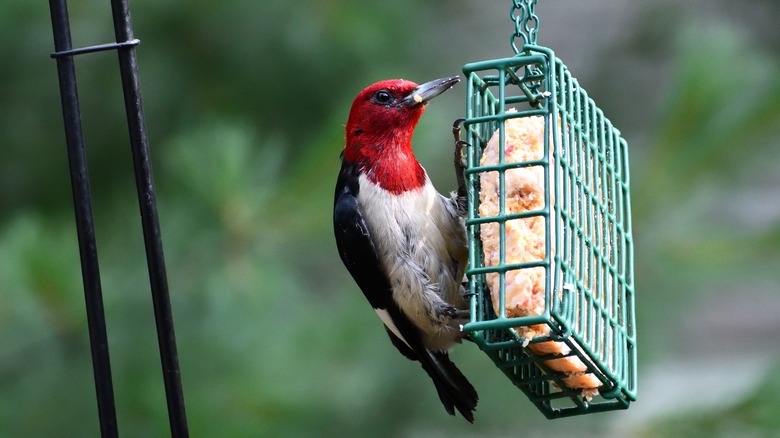 Woodpecker on suet feeder